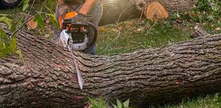 How Our Tree Care Process Works  in  Rexland Acres, CA