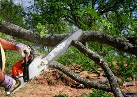 Best Tree Preservation Services  in Rexland Acres, CA