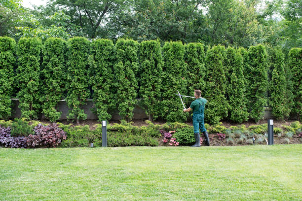 Best Lawn Mowing  in Rexland Acres, CA