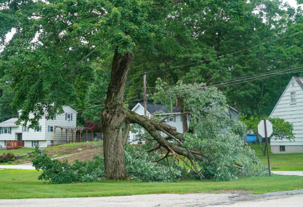 Best Hazardous Tree Removal  in Rexland Acres, CA