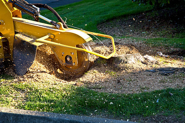 Best Firewood Processing and Delivery  in Rexland Acres, CA