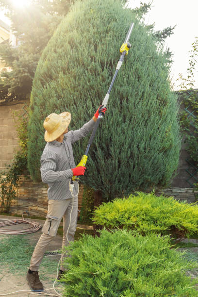 Lawn Pest Prevention in Rexland Acres, CA